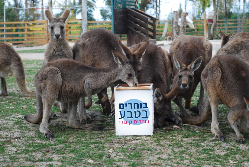 בוחרים בטבע גן גורו, לגדול